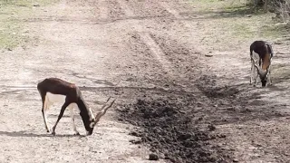 Pursuit Of The Blackbuck Antelope With A Bow!!