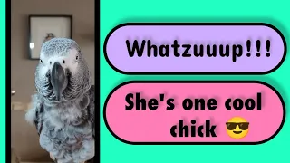 Whatzuuup!!! #animals #birds #parrots #pets #fun #lol #funny #cute #love #greyparrots #shorts #fyp