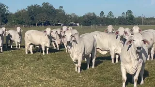 Circle F Farms Registered Brahman Heifers