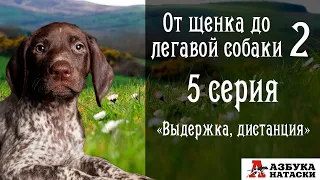 Выдержка, дистанция, лакомство. Воспитание курцхаара.