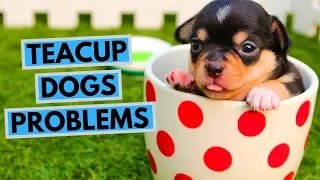 Problems With Teacup Dogs