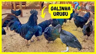 Criação de Aves Exóticas - Pavão - Faisão - Perdiz - Angola e Perus @quintadocoutorv  | Gutejando