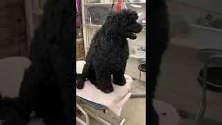 PWD Grooming- GROOMING A MATTED DOG