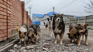 Friendly Pack of Stray Dog Begging for Food...just Look at These Poor Guys