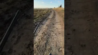 Охоту на фазана
