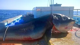 10 Biggest Sea Creatures Ever Caught