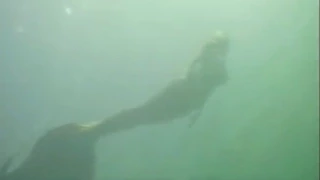 ¿Sirena real filmada?