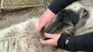 Garmin Alpha Instead of Fences for our Great pyrenees