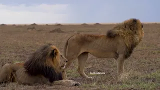 Lions brothers Tryggve and Snyggve hunting warthog.