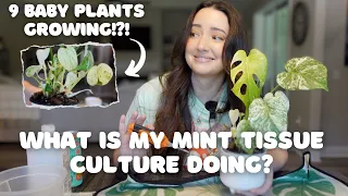 Let's Take a Closer Look 👀 Monstera Mint Chop & Repot ✂️