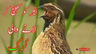 maadi batair ki awaz(female quail sound)مادی بٹیر کی آواز attock hunting lovers