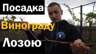 Посадка винограду лозою. Найпростіший спосіб посадки винограду. 4K