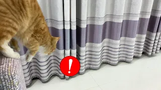 Incredible!It turns out cats love hide-and-seek games #funny animals #healing #cuteanimals