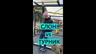 Выдержит ли турник для подтягивания СЛОНА? Ответ тебя порадует.