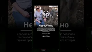 Акита - древнейшая порода собак #интересныефакты #факты #факт