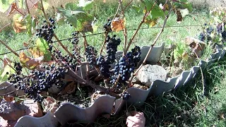 Реакция сортов винограда на холод и заморозки!!!