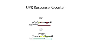 UPR (Unfolded Protein Response) Fluorescence #Code: 277