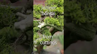 Juniper Bonsai Development Step By Step