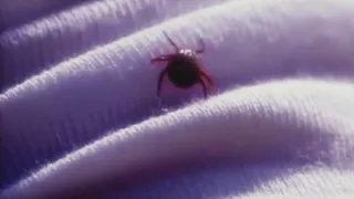 Health Alert: What to expect for the 2024 tick season and how to stay protected