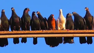В гостях у Голубятника Майкоп голуби /Visiting Pigeon House