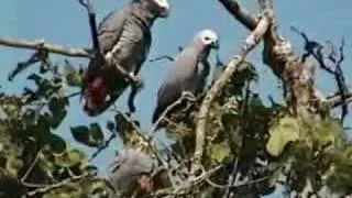 African Grey Parrots waking up in Cameroon