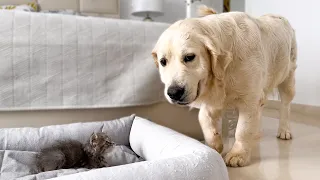 Golden Retriever Reaction to a Tiny Kitten Occupying her Bed