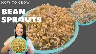 How to Grow Bean Sprouts at Home || វិធីបណ្តុះសណ្តែកបណ្តុះ នៅផ្ទះ || Homemade Memories ||