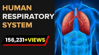 Human Respiratory System | Respiratory System Anatomy | Biology | Letstute