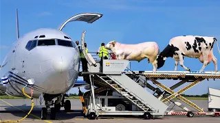 INCRÍVEL TRANSPORTE de Gado e Ovelhas em Avião