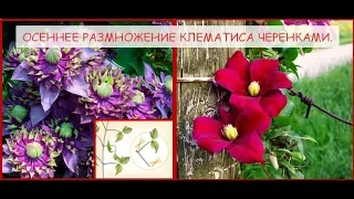 Осеннее размножение клематиса черенками .