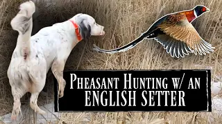 Pheasant Hunting with Pointing Dogs