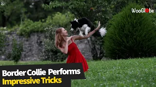 Border collie named Salsa perform impressive dance routine with owner