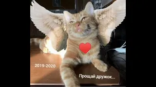 simbachka-Прощай дружок ♥️(Премьера Трека 2021)