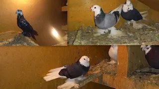 Pigeons of Uzbekistan Kabutarlar sotiladi Tashkeniskiy Juda chiroyli qora hakkalar#кабутар #голуби