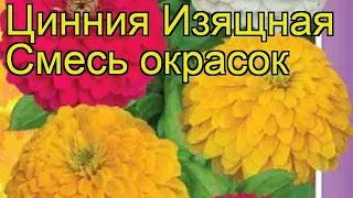 Цинния изящная Смесь окрасок. Краткий обзор, описание характеристик zinnia elegans Smes' okrasok