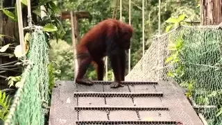 Meeting an Orangutan - Danum Valley Field Center - Sabah / Borneo