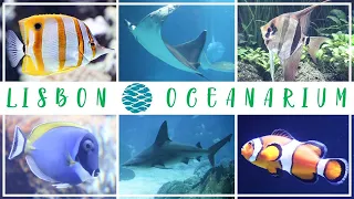 Lisbon Oceanarium 2021 - Oceanário de Lisboa 🇵🇹 🐠 🐟 🦈 🐧