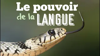 Le pouvoir de la langue (Jacques 3:1-12)