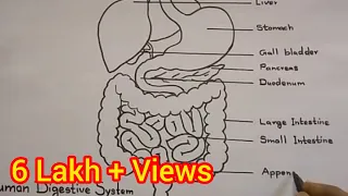 How to draw Digestive System || Human Anatomy drawing