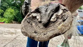 Trimming Overgrown Hooves On A Rescue Pony ( I Also Get Kicked)