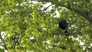 Tree Call/Plain Yelp ( clear yelp controlling the gobblers from the tree)