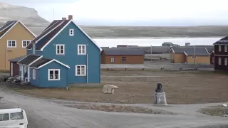 Polar Bear walking in our village (Ny-Alesund, Svalbard - 79 N)