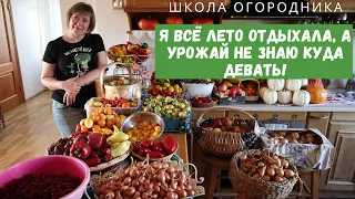 БЕЗ УХОДА! Какой в итоге я собрала урожай в огороде, за которым не ухаживала 2 месяца. Томаты, перец