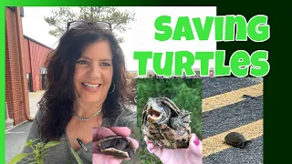 Saving Turtles 🐢 Tiny and Jumbo Box Turtles 🐢 Sliders 🐢Maps 🐢 & Snappers 🐢