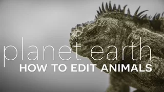 Planet Earth II: How to Edit Animals