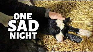 Second verse, WORSE than the first.  ...our second cycle of lambing is a STRUGGLE. | Vlog 750