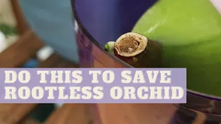 How To Save Orchids WITHOUT ROOTS | ROOTLESS Phalaenopsis Orchids