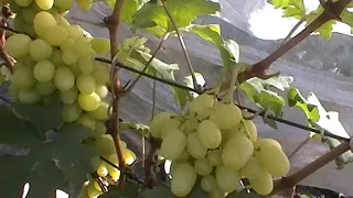 Сорт винограда "Багатяновский" - сезон 2019 # Grape sort "Bagatyanovskij"