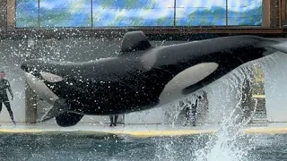 Orca Presentation (Full Show) April 30, 2023 - Marineland of France