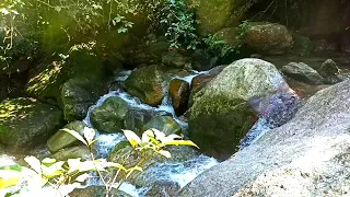 THE SOUNDS OF NATURE 🌿🍃CLEAR WATER FLOWING FROM THE FOREST TO CALM YOUR MIND, 1 HOUR RELAXATION,ASMR